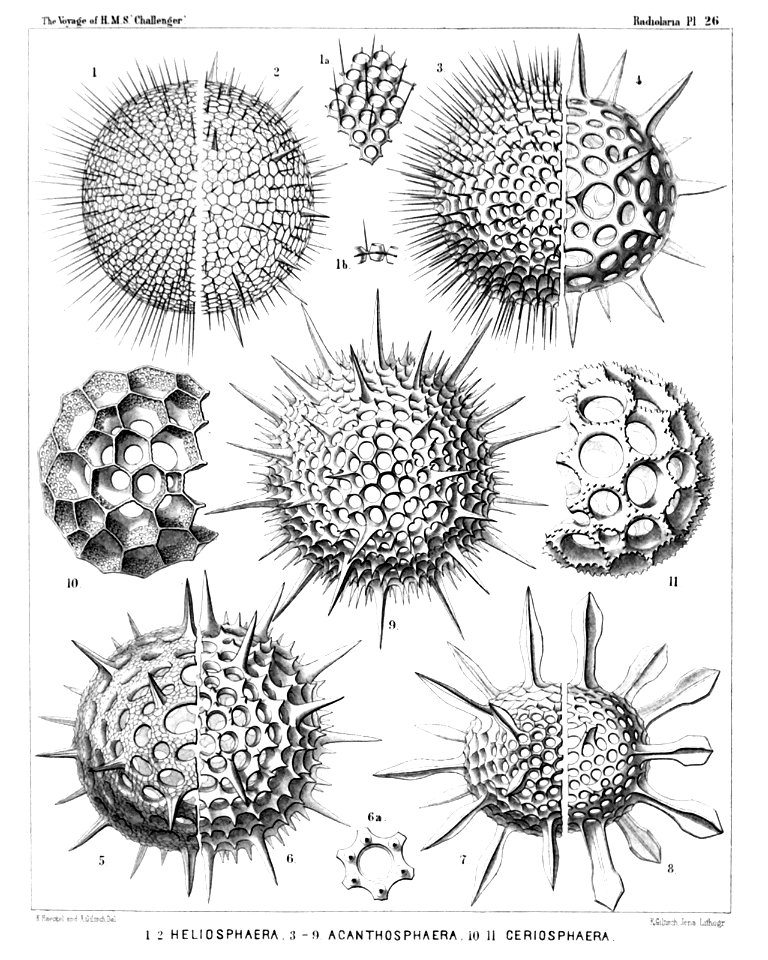Radiolaria (Challenger) Plate 026