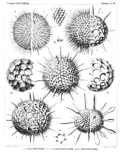 Radiolaria (Challenger) Plate 026