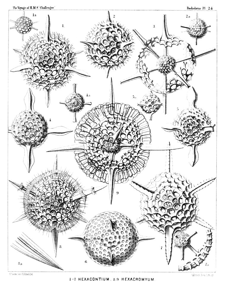 Radiolaria (Challenger) Plate 024
