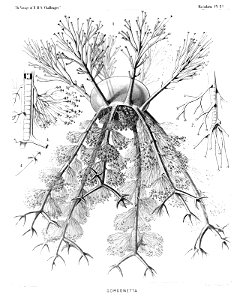 Radiolaria (Challenger) Plate 119