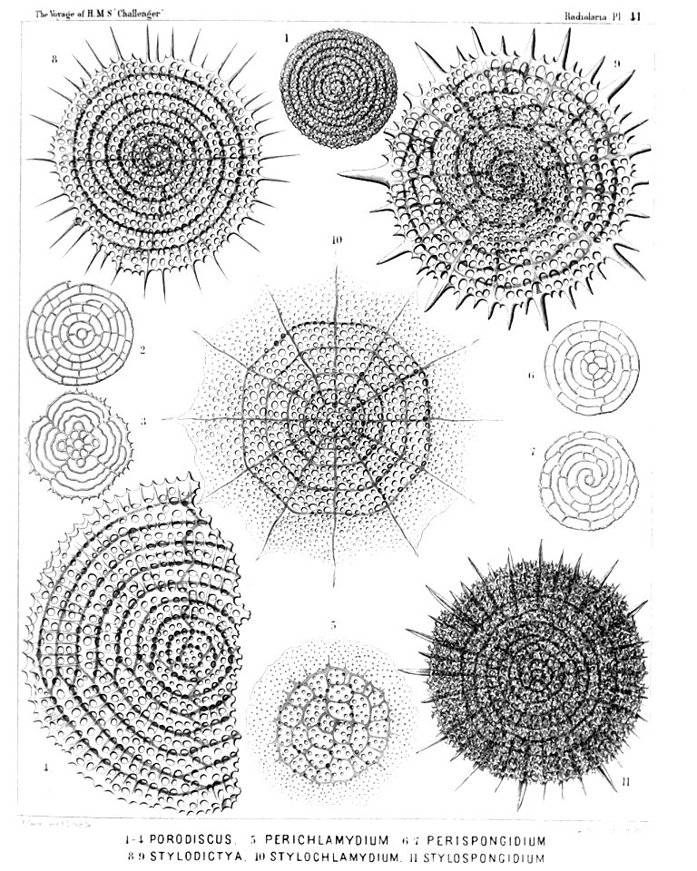 Radiolaria (Challenger) Plate 041