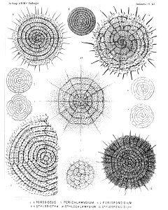 Radiolaria (Challenger) Plate 041