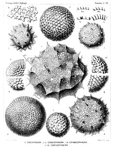 Radiolaria (Challenger) Plate 012