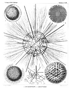 Radiolaria (Challenger) Plate 020