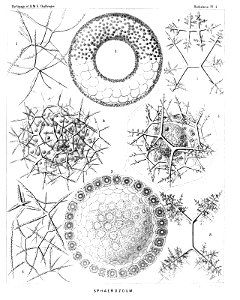 Radiolaria (Challenger) Plate 004