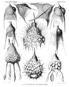 Radiolaria (Challenger) Plate 073