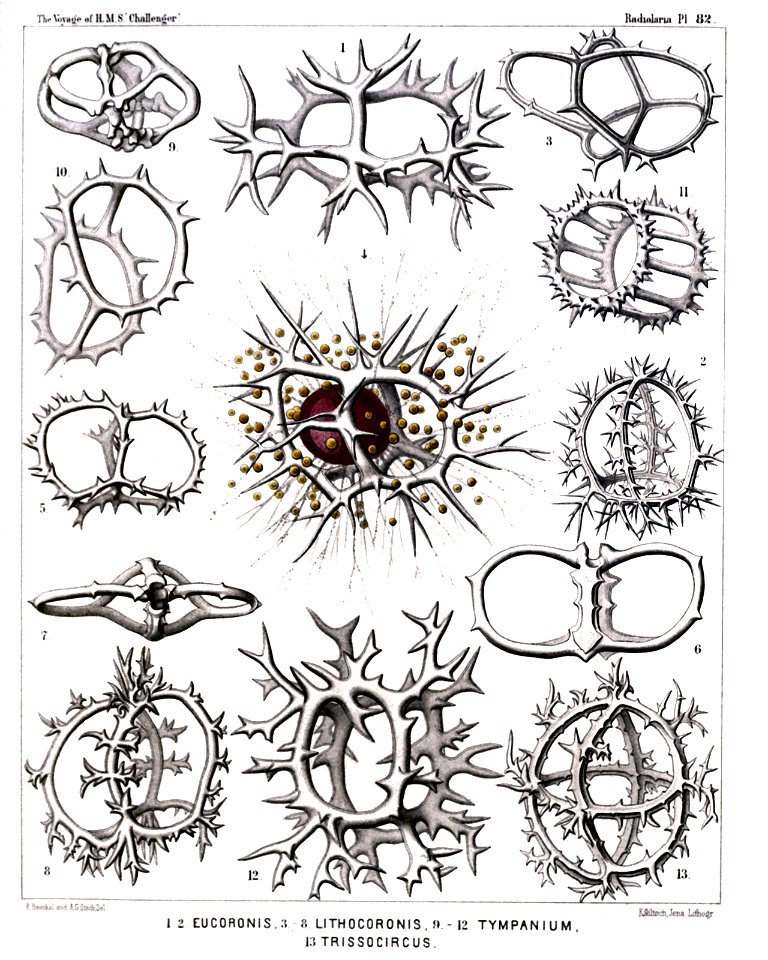 Radiolaria (Challenger) Plate 082