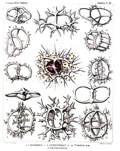 Radiolaria (Challenger) Plate 082