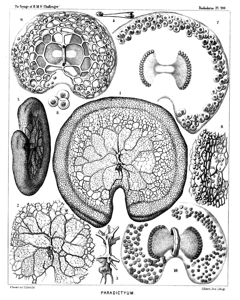 Radiolaria (Challenger) Plate 090