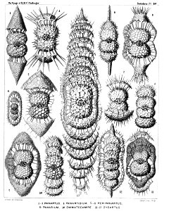 Radiolaria (Challenger) Plate 040