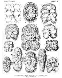 Radiolaria (Challenger) Plate 088