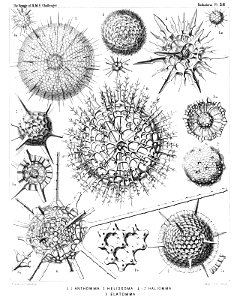 Radiolaria (Challenger) Plate 028