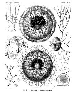 Radiolaria (Challenger) Plate 121