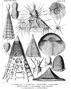 Radiolaria (Challenger) Plate 056