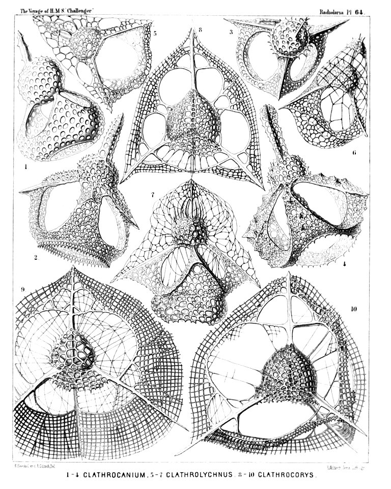 Radiolaria (Challenger) Plate 064