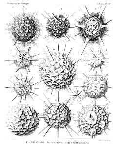 Radiolaria (Challenger) Plate 138