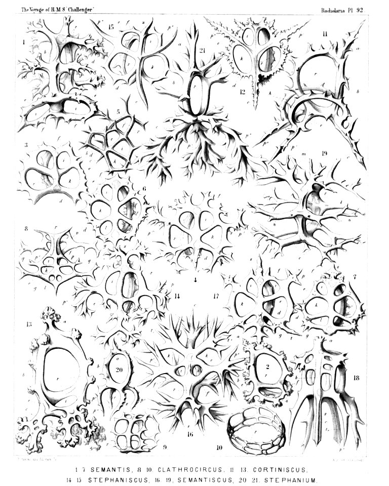 Radiolaria (Challenger) Plate 092