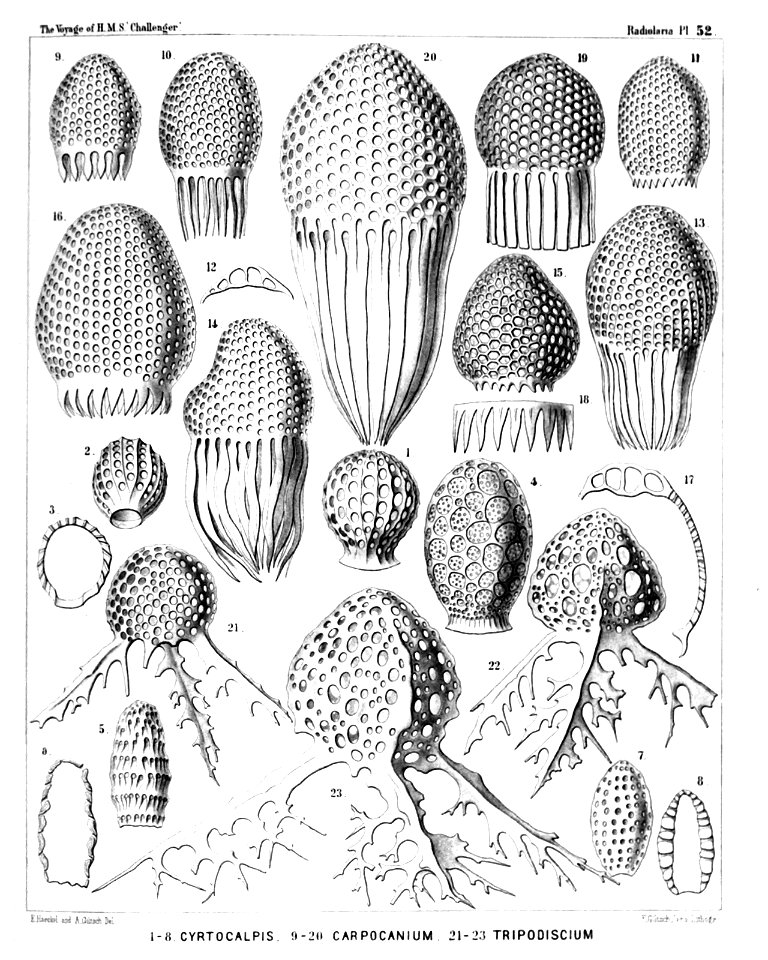 Radiolaria (Challenger) Plate 052