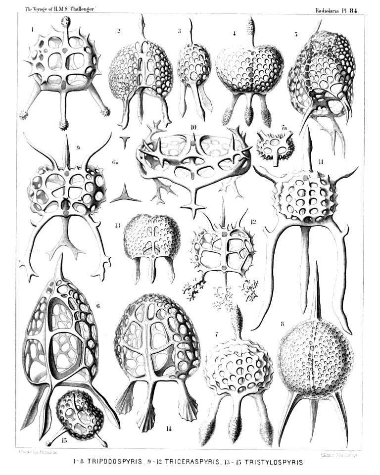 Radiolaria (Challenger) Plate 084