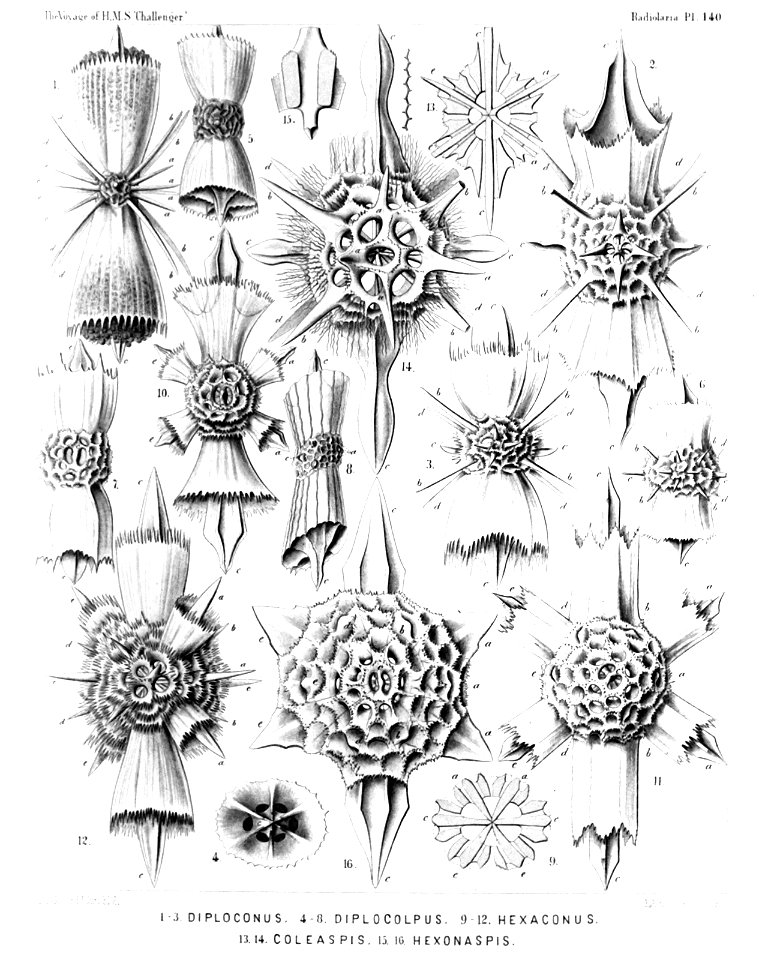 Radiolaria (Challenger) Plate 140