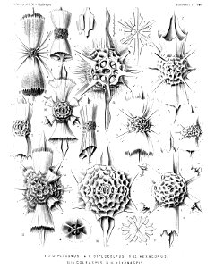 Radiolaria (Challenger) Plate 140