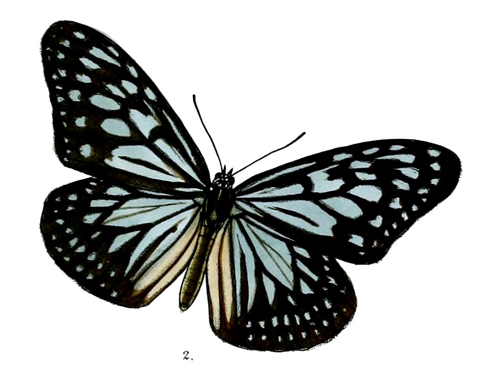 RadenaNicobaricaM 5 2