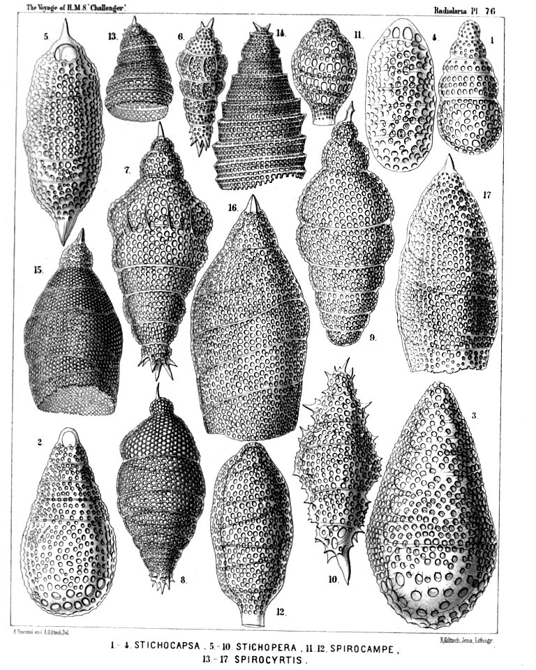 Radiolaria (Challenger) Plate 076