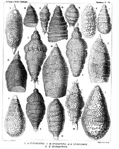 Radiolaria (Challenger) Plate 076