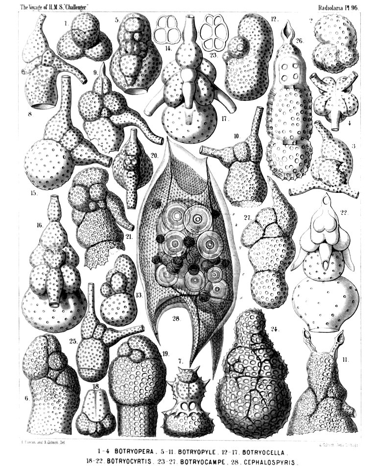Radiolaria (Challenger) Plate 096