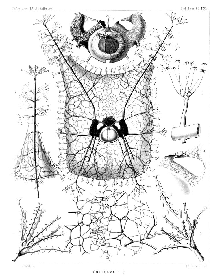Radiolaria (Challenger) Plate 128