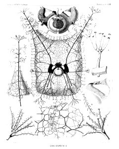 Radiolaria (Challenger) Plate 128