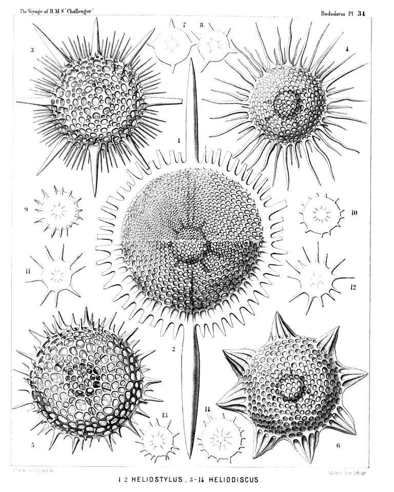 Radiolaria (Challenger) Plate 034
