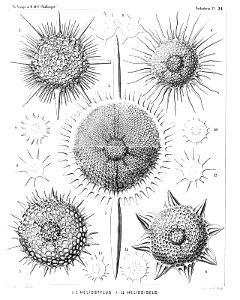 Radiolaria (Challenger) Plate 034