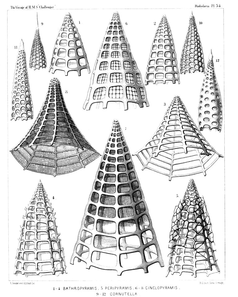 Radiolaria (Challenger) Plate 054