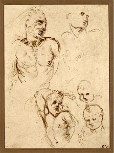 Raffaello - Studienblatt, 260