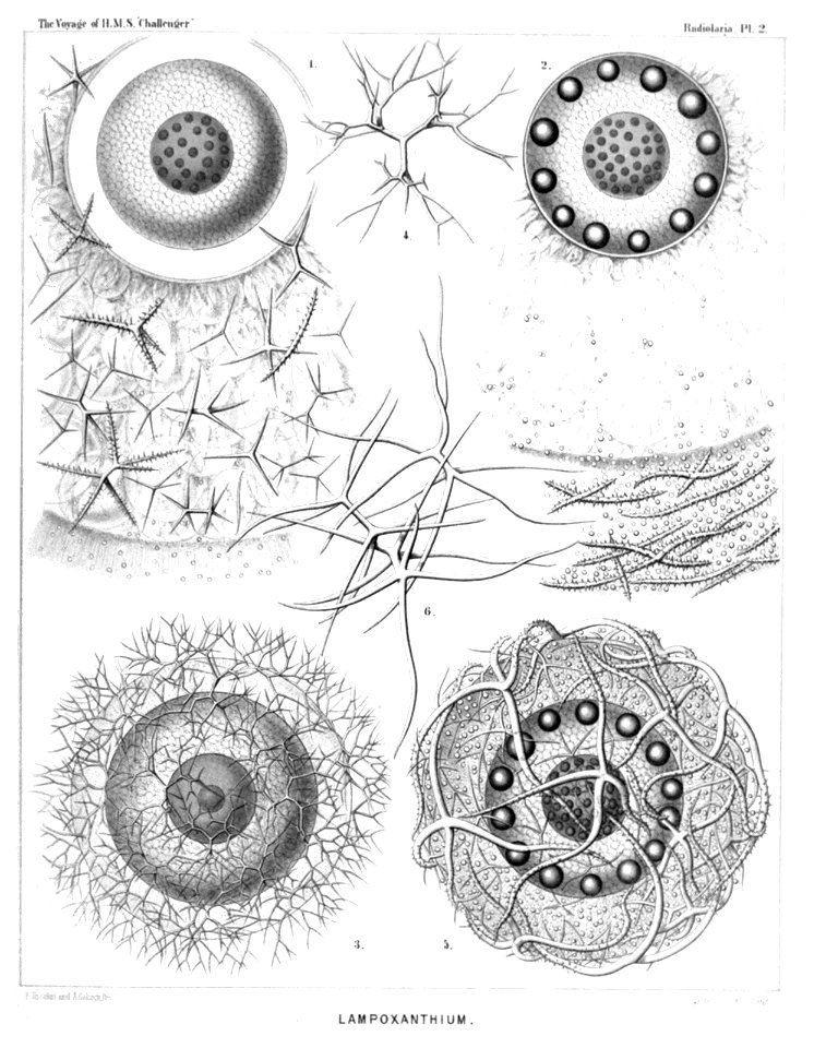Radiolaria (Challenger) Plate 002