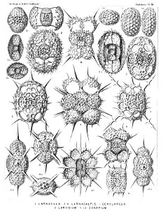 Radiolaria (Challenger) Plate 050