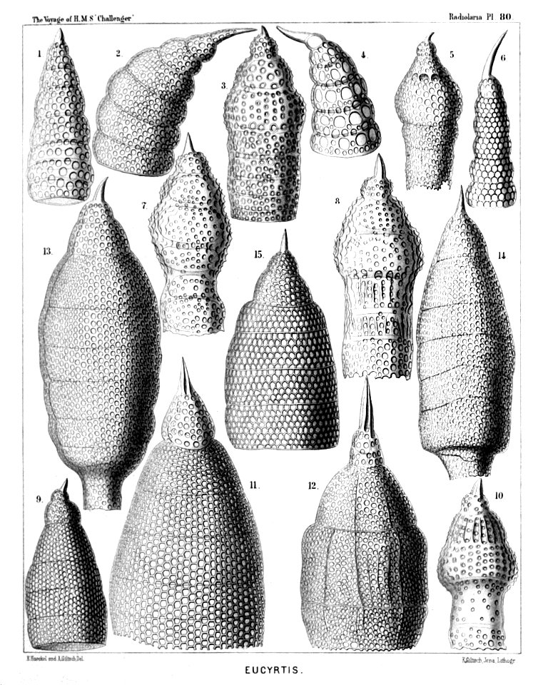 Radiolaria (Challenger) Plate 080