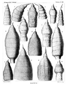 Radiolaria (Challenger) Plate 080