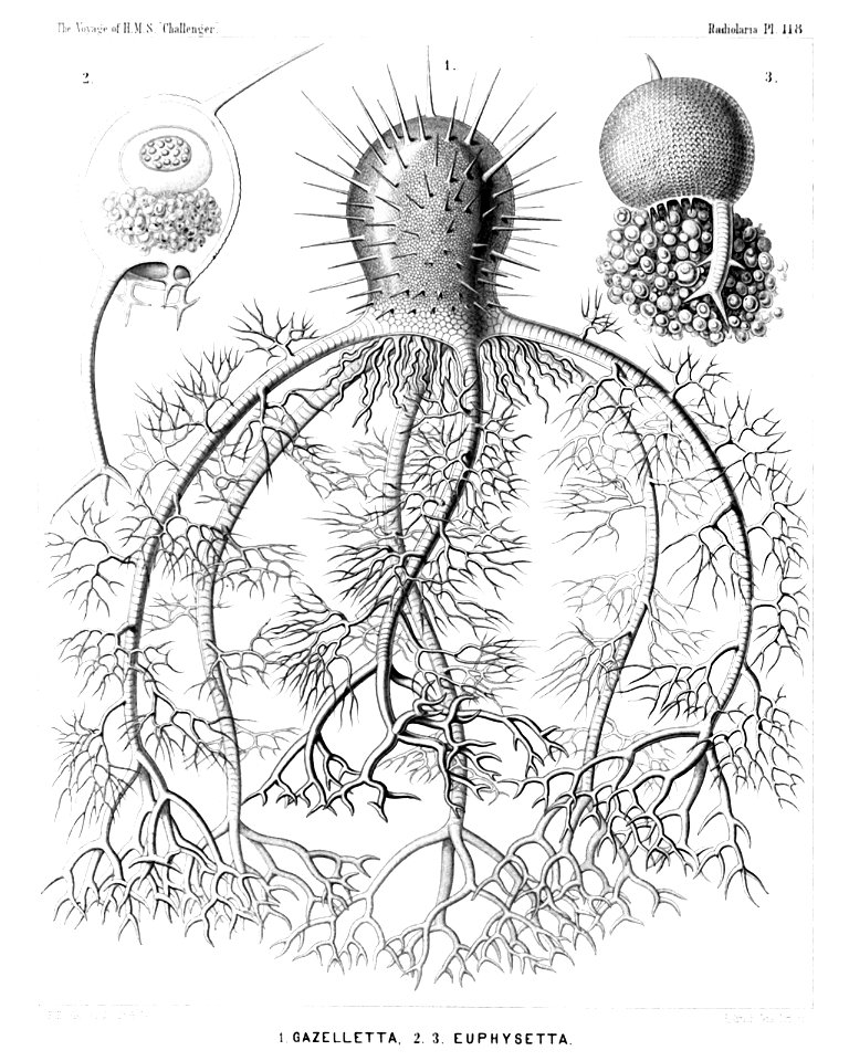Radiolaria (Challenger) Plate 118