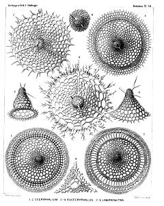 Radiolaria (Challenger) Plate 058