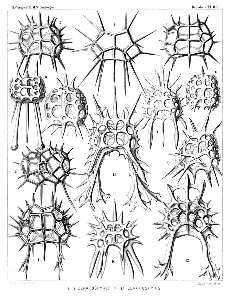 Radiolaria (Challenger) Plate 086