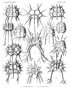 Radiolaria (Challenger) Plate 086
