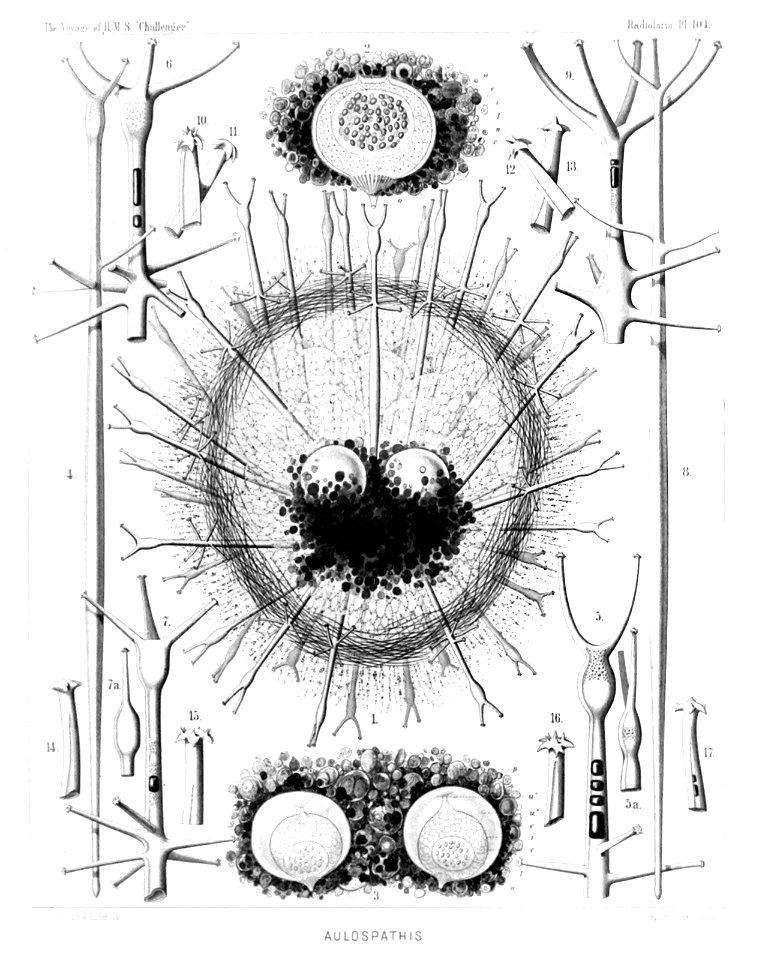 Radiolaria (Challenger) Plate 104
