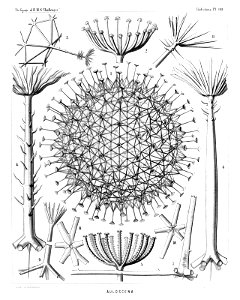 Radiolaria (Challenger) Plate 110