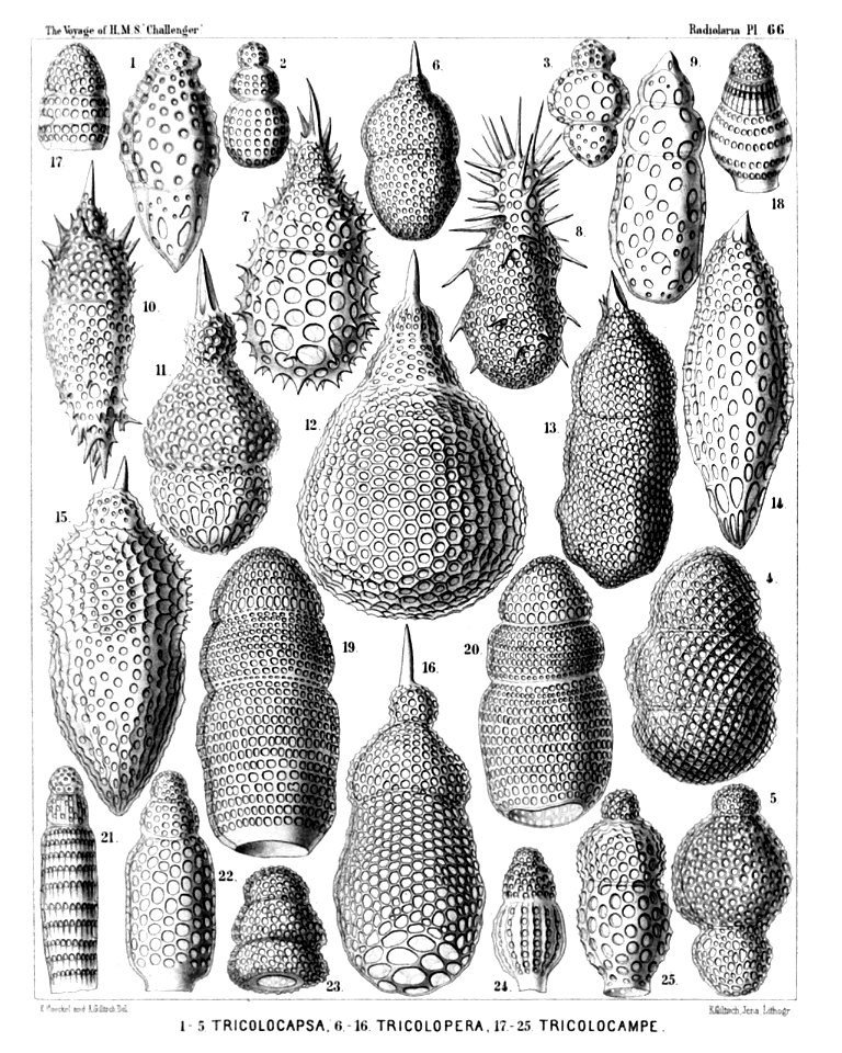 Radiolaria (Challenger) Plate 066