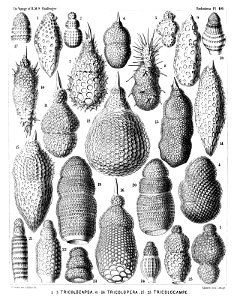 Radiolaria (Challenger) Plate 066