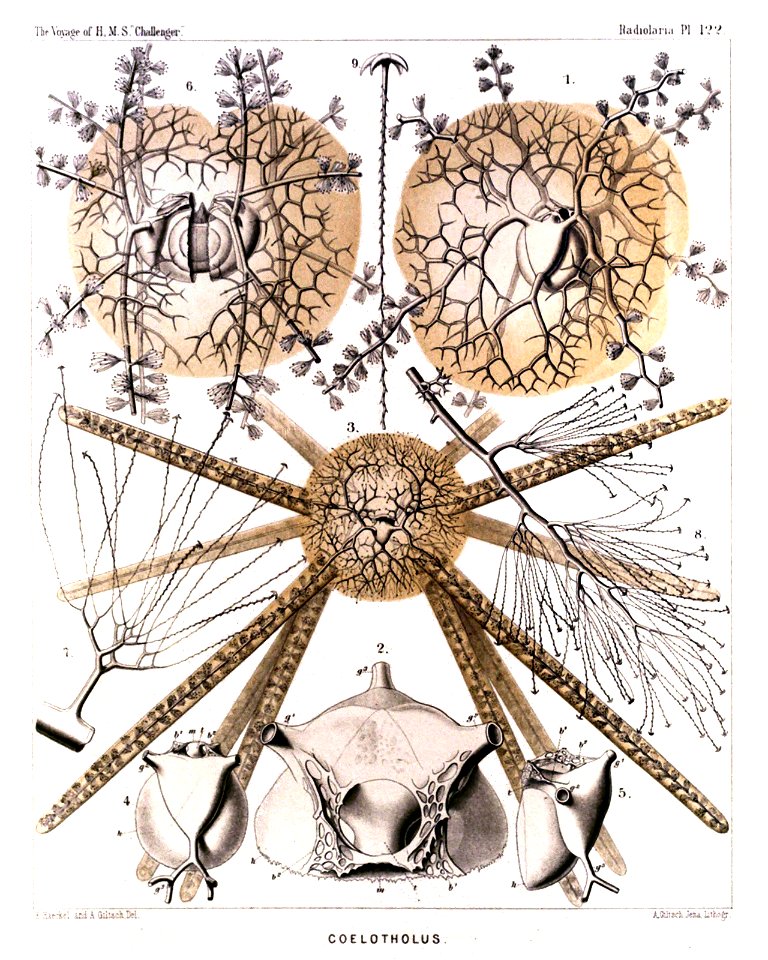 Radiolaria (Challenger) Plate 122