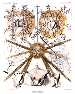 Radiolaria (Challenger) Plate 122