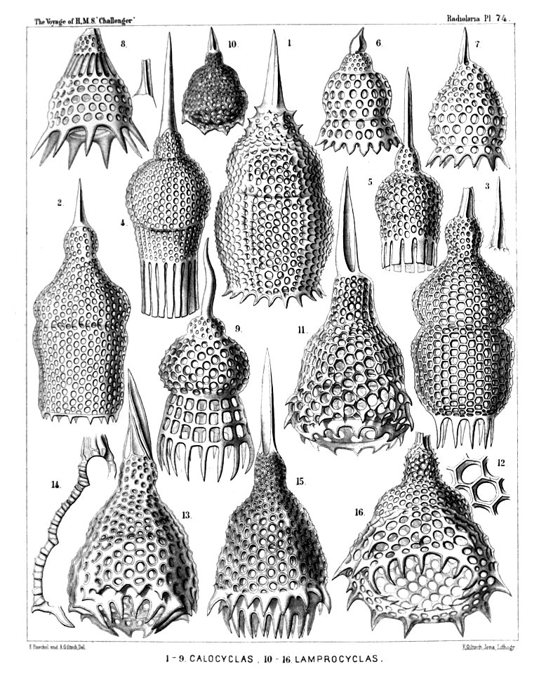 Radiolaria (Challenger) Plate 074